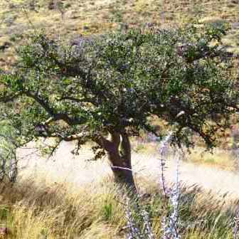 Commiphora glandulosa - Tall Firethorn Corkwood - 3 Seed Pack - Image 8