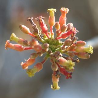 Commiphora glandulosa - Tall Firethorn Corkwood - 3 Seed Pack - Image 5