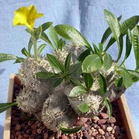 Pachypodium brevicaule - 5 Seed Pack - Image 3