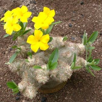 Pachypodium brevicaule - 5 Seed Pack - Image 10