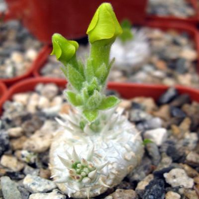 Pachypodium brevicaule - 5 Seed Pack - Image 11
