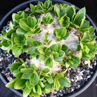 Pachypodium brevicaule - 5 Seed Pack - Image 12