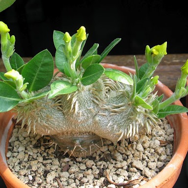 Pachypodium brevicaule - 5 Seed Pack - Image 13