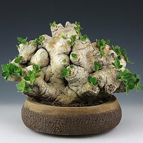 Pachypodium brevicaule - 5 Seed Pack