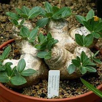 Pachypodium brevicaule - 5 Seed Pack - Image 2