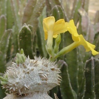 Pachypodium brevicaule - 5 Seed Pack - Image 4