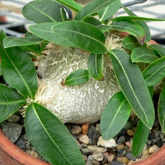 Pachypodium brevicaule - 5 Seed Pack - Image 5