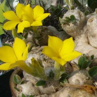 Pachypodium brevicaule - 5 Seed Pack - Image 6