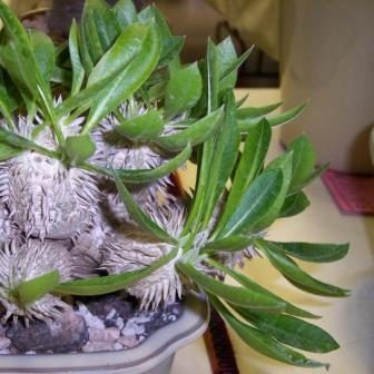 Pachypodium brevicaule - 5 Seed Pack - Image 7