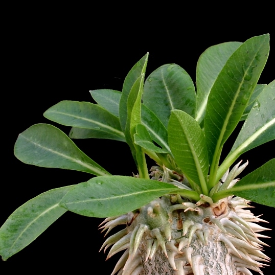 Pachypodium brevicaule - 5 Seed Pack - Image 8