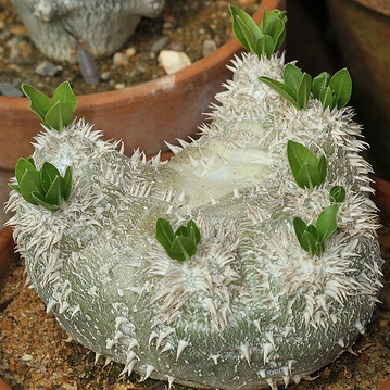 Pachypodium brevicaule - 5 Seed Pack - Image 9