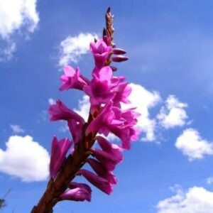 Watsonia pulchra - 5 Seed Pack