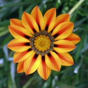Gazania heterochaeta - African Daisy - 10 Seed Pack - Image 2