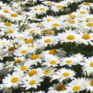 Leucanthemum x superbum 'Alaska' - Shasta Daisy - 10 Seed Pack - Image 2