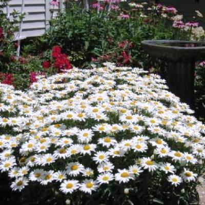 Leucanthemum x superbum 'Alaska' - Shasta Daisy - 10 Seed Pack - Image 3