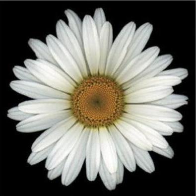 Leucanthemum x superbum 'Alaska' - Shasta Daisy - 10 Seed Pack
