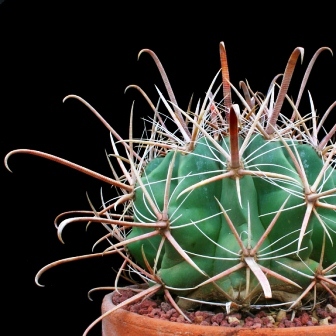 Ferocactus herrerae -Twisted Barrel Cactus, Fish Hook Cactus - 10 Seed Pack - Image 2