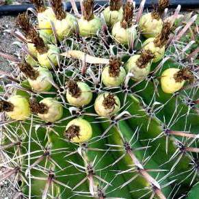 Ferocactus herrerae -Twisted Barrel Cactus, Fish Hook Cactus - 10 Seed Pack - Image 6