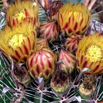Ferocactus herrerae -Twisted Barrel Cactus, Fish Hook Cactus - 10 Seed Pack - Image 4
