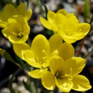 Geissorhiza ornithogaloides - 5 Seed Pack