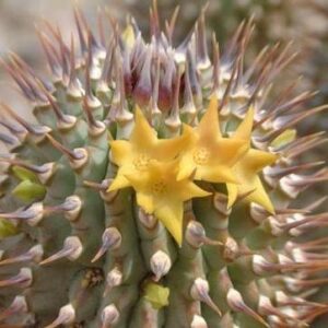 Hoodia alstonii (Trichocaulon alstonii) - 5 Seed Pack