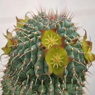 Hoodia flava - Ghaap, Yellow-flowered Ghaap - 5 Seed Pack