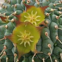 Hoodia flava - Ghaap, Yellow-flowered Ghaap - 5 Seed Pack - Image 2