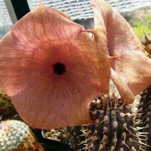 Hoodia macrantha - 3 Seed Pack
