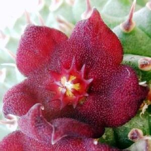 Hoodia pilifera - 3 Seed Pack