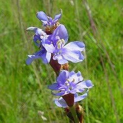 Aristea schizolaena - 5 Seed Pack