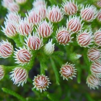 Brunia paleacea - Bergstompie - 10 Seed Pack - Image 2