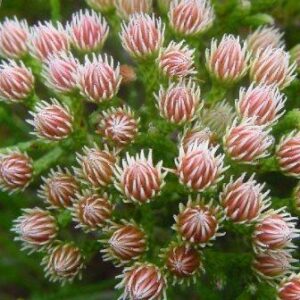 Brunia paleacea - Bergstompie - 10 Seed Pack