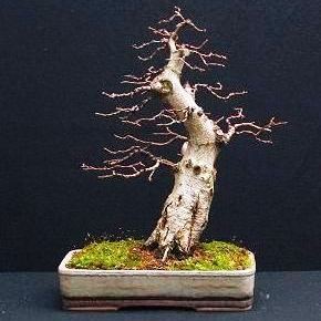 Carpinus turczaninowii - Turczaninow Hornbeam Bonsai & Bonsai eBook - 5 Seed Pack - Image 2