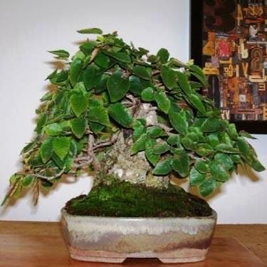 Carpinus koreana - Korean Hornbeam Bonsai & Bonsai eBook - 10 Seed Pack - Image 2