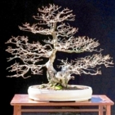 Carpinus koreana - Korean Hornbeam Bonsai & Bonsai eBook - 10 Seed Pack - Image 3