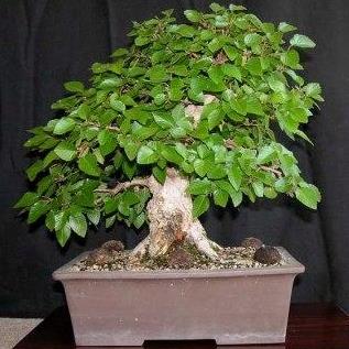 Carpinus koreana - Korean Hornbeam Bonsai & Bonsai eBook - 10 Seed Pack - Image 6
