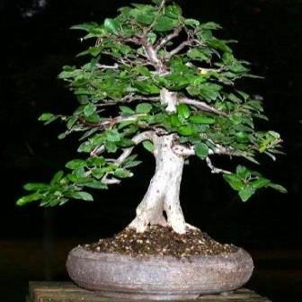 Carpinus koreana - Korean Hornbeam Bonsai & Bonsai eBook - 10 Seed Pack - Image 4