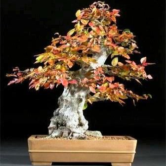 Carpinus koreana - Korean Hornbeam Bonsai & Bonsai eBook - 10 Seed Pack