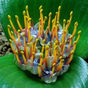 Daubenya zeyheri - Jewel of the Desert - 5 Seed Pack