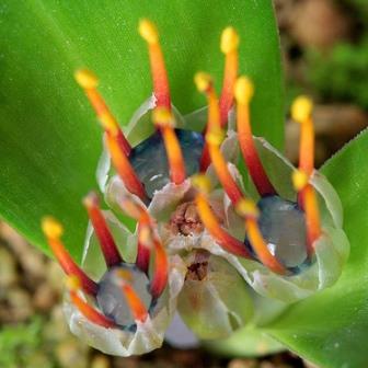 Daubenya zeyheri - Jewel of the Desert - 5 Seed Pack - Image 3