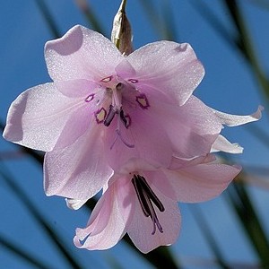 Dierama latifolium - Angels Fishing Rod, Harebells, Fairybells, Wedding Bells, Fairy Fishing Rod, Wandflowers; Grasklokkies - 5 Seed Pack