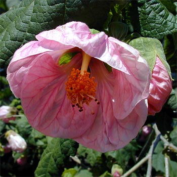 Abutilon pycnodon - Chinese Bell Flower - 5 Seed Pack