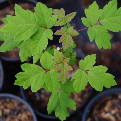 Acer negundo - Cutleaf Maple, Manitoba Maple, Elf Maple, Boxelder Maple, Boxelder Maple, Ash-leaf Maple - 5 Seed Pack