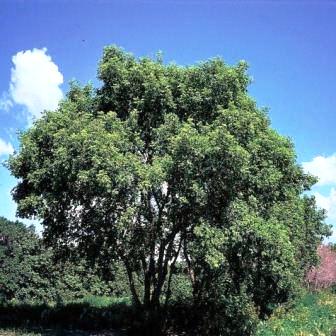 Acer negundo - Cutleaf Maple, Manitoba Maple, Elf Maple, Boxelder Maple, Boxelder Maple, Ash-leaf Maple - 5 Seed Pack - Image 6