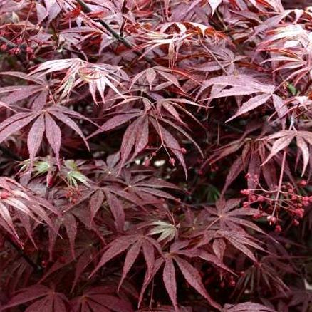 Acer palmatum Suminagashi - Japanese Maple Suminagashi - 5 Seed Pack - Image 2