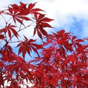 Acer palmatum Suminagashi - Japanese Maple Suminagashi - 5 Seed Pack