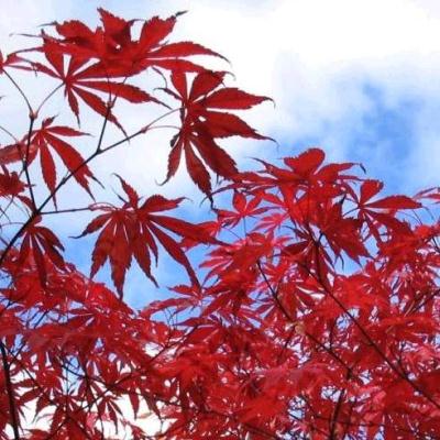 Acer palmatum Suminagashi - Japanese Maple Suminagashi - 5 Seed Pack