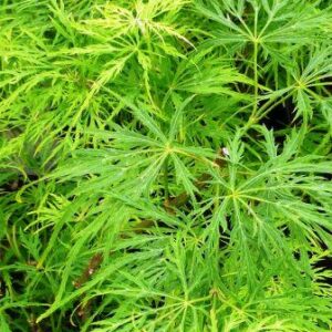 Acer palmatum dissectum - Lace Leaf Japanese Maple - 5 Seed Pack