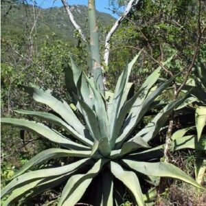 Agave aurea - 5 Seed Pack