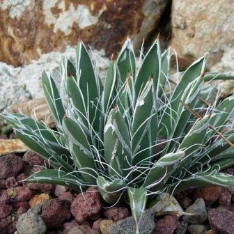 Agave polianthiflora - 5 Seed Pack - Image 4